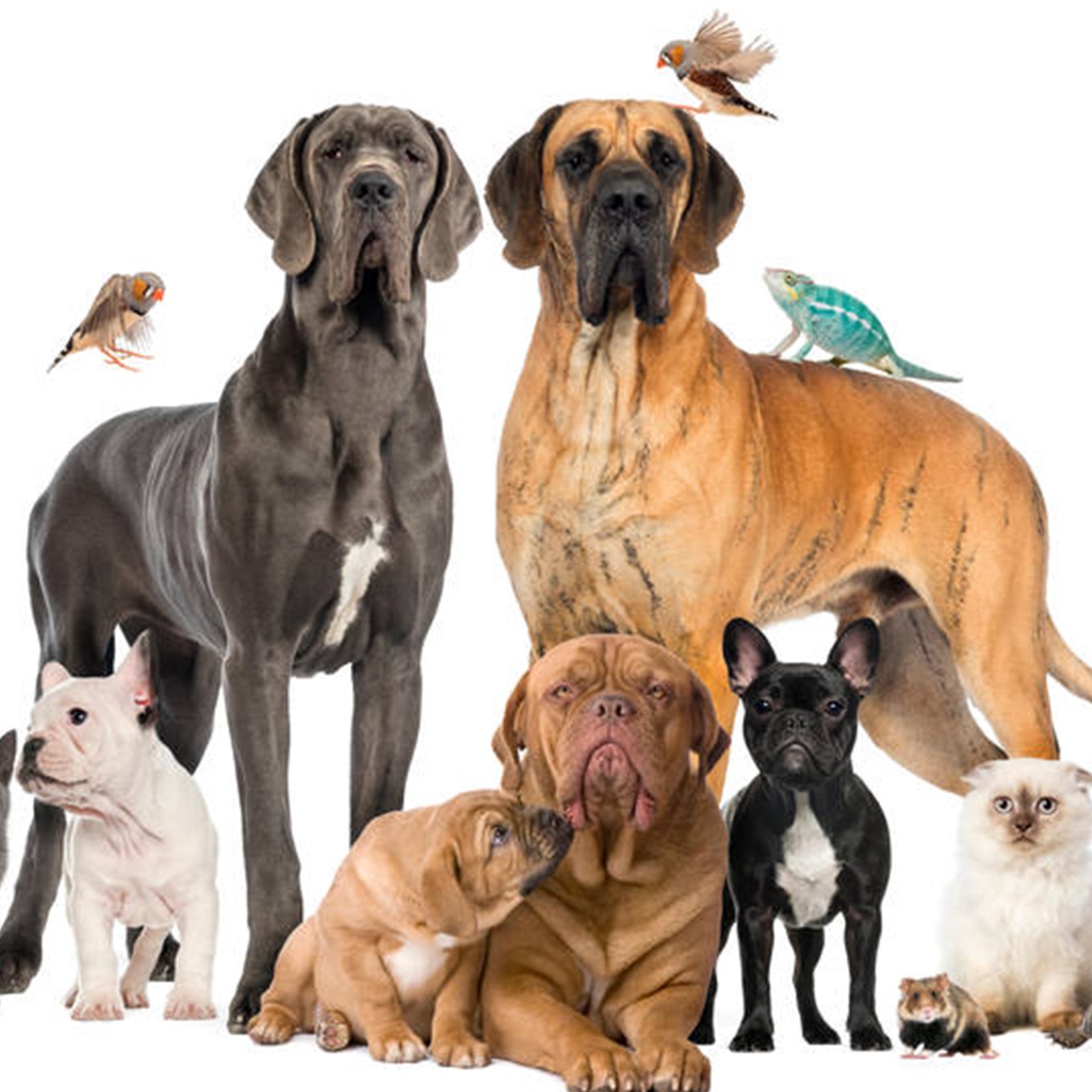 Estatuto Nacional de Protección Y Bienestar de Animales
