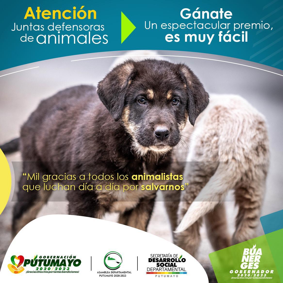 Un Solo Bienestar para nuestros Animales
